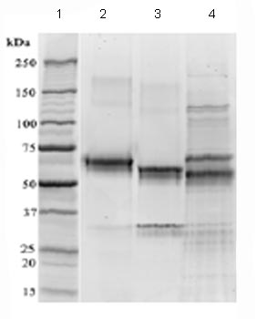 CD134-OX40-Proteins-and-Peptides-ab83676-1.jpg