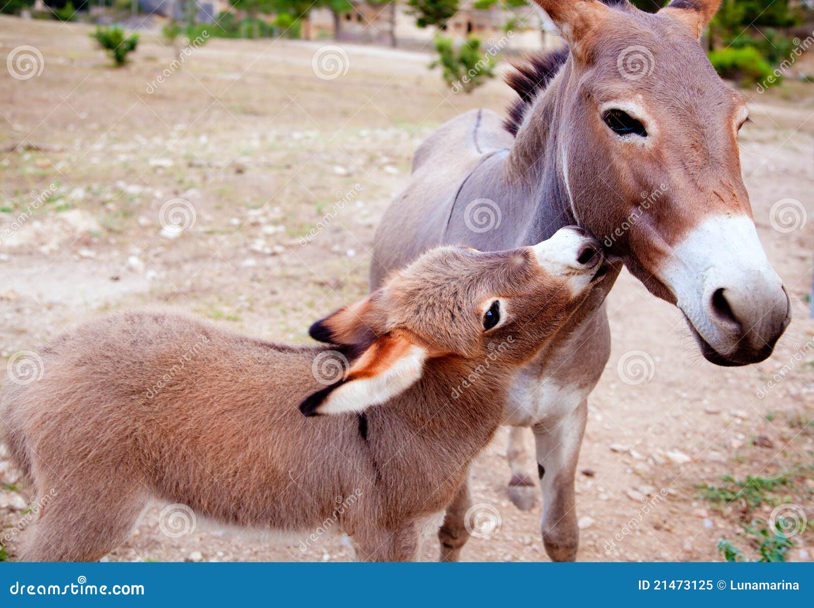 baby-donkey-mule-mother-21473125.jpg