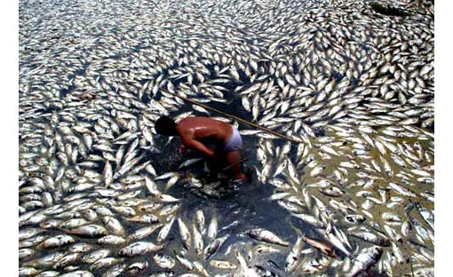 fish-dying-pollution.jpg